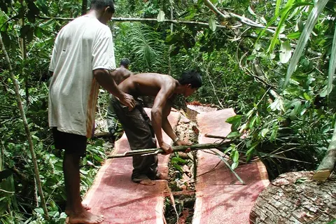 It is now widely accepted that the battle against climate change cannot be won unless global deforestation is halted.