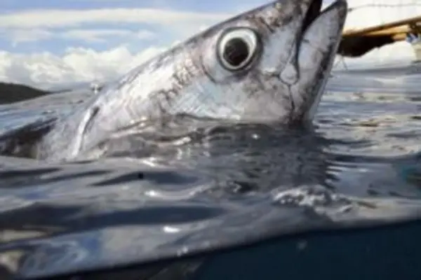 The Ministry of Fisheries says that it is always important that all stakeholders "work hard to ensure that we maximize gains from this multimillion dollar industry."