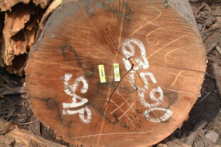 Ferguson Vaghi program co-ordinator for the landowners group in Western Province, told Pacific Beat the logging company had not gone through the proper procedures to obtain a logging licence.