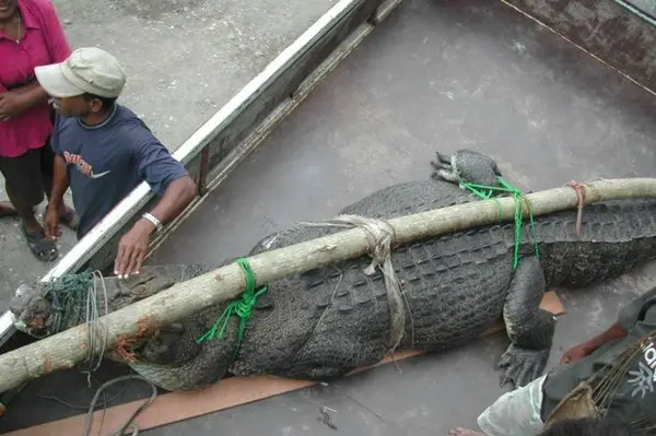 Police Kill Crocodiles As Attacks on Villagers Increase