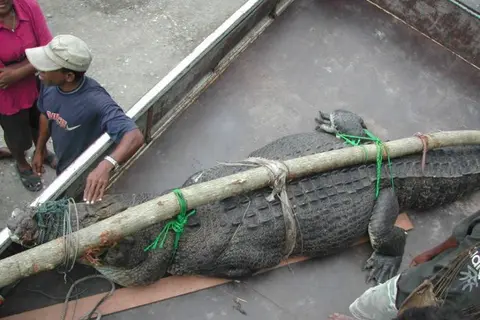 Police Kill Crocodiles As Attacks on Villagers Increase