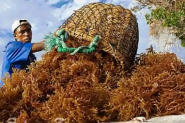 The two Asian business associates continue to export seaweed despite the cancellation of their work and residential permits.