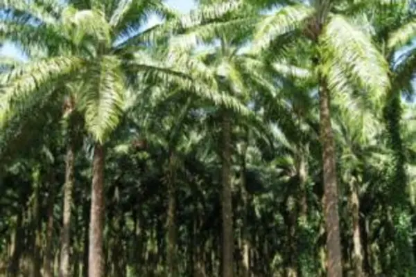 Mr Rarawa says that the Solomon Islands as a commodity exporter will be greatly affected should the crises spread into Asia.
