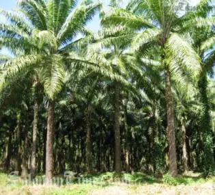 Mr Rarawa says that the Solomon Islands as a commodity exporter will be greatly affected should the crises spread into Asia.