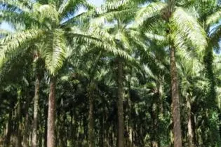 Mr Rarawa says that the Solomon Islands as a commodity exporter will be greatly affected should the crises spread into Asia.