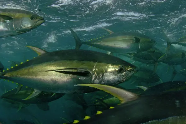 VDS Raises Fishing Revenue for Pacific