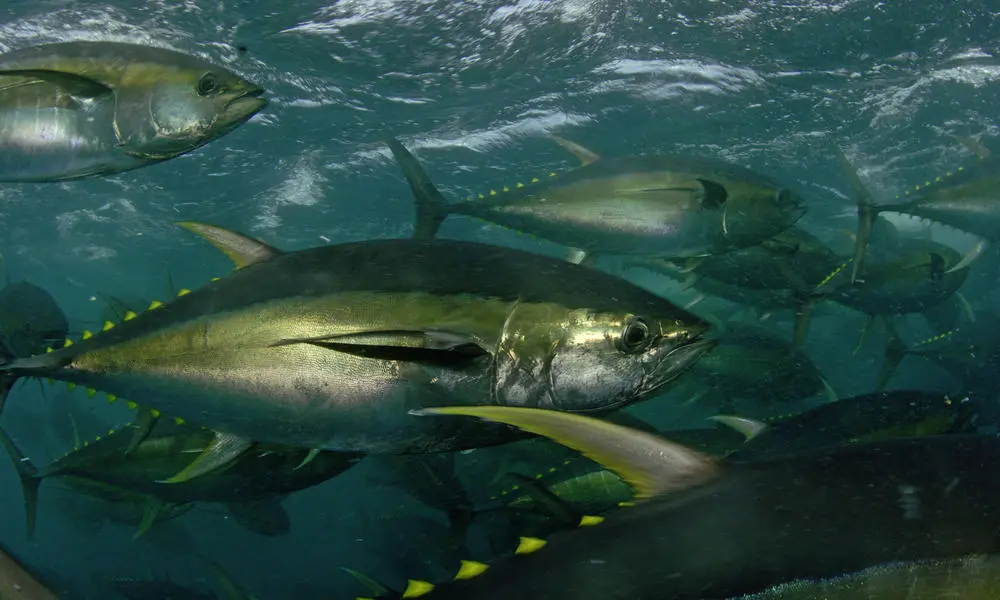 VDS Raises Fishing Revenue for Pacific