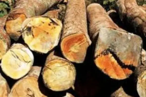 Mr Wale said that already the logging sector has not been able to sell all its harvested logs.