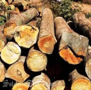 Mr Wale said that already the logging sector has not been able to sell all its harvested logs.