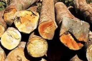 Mr Wale said that already the logging sector has not been able to sell all its harvested logs.