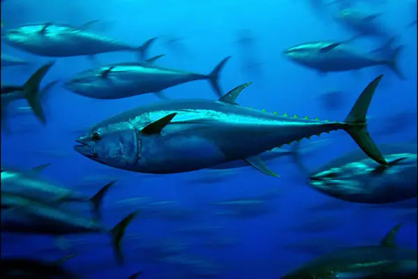 This year, the pressure from US, Asian and European fleets for tuna fishing days will be heavy.