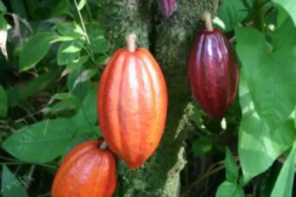 The Pod Moth could be a potential threat following the destruction of Cocoa Pods in Bougainville.