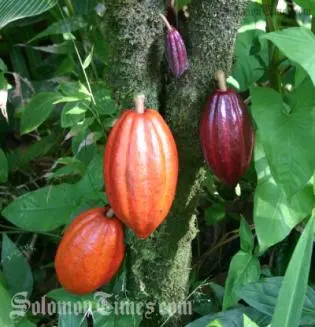 The Pod Moth could be a potential threat following the destruction of Cocoa Pods in Bougainville.