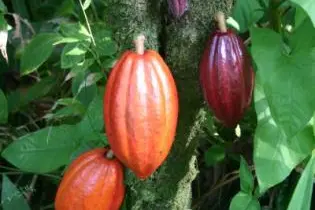 The Pod Moth could be a potential threat following the destruction of Cocoa Pods in Bougainville.