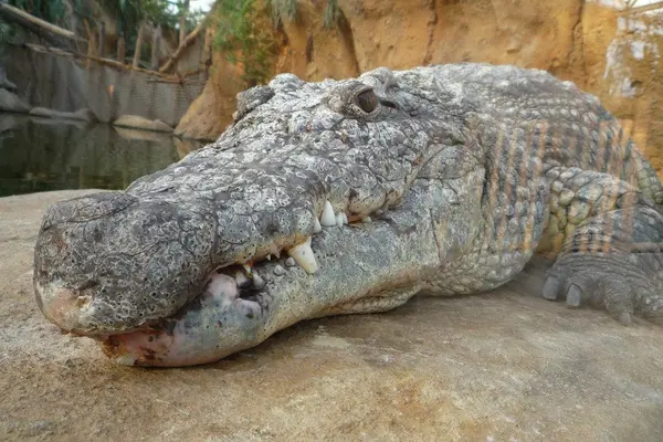 Crocodile Kills Elderly Man in Western Province