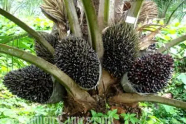 The Auluta Basin will host a major Oil Palm Project which had undergone discussion over a span of a few years.