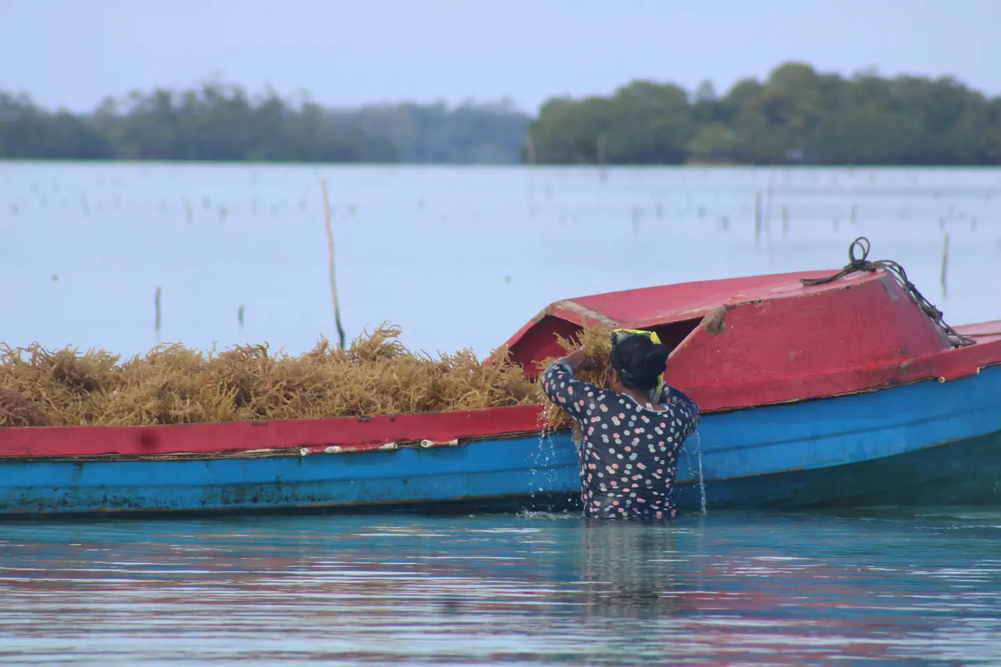 The Government aims to produce 10,000 metric tons of dry seaweed by December 2026, making this a 3-fold increase from the current annual production of 2,500 metric tons.