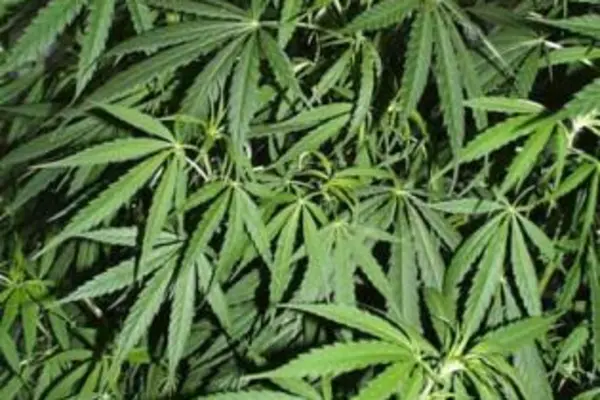 Police Arrest Leads to Seizure of Illegal Drugs and Arms