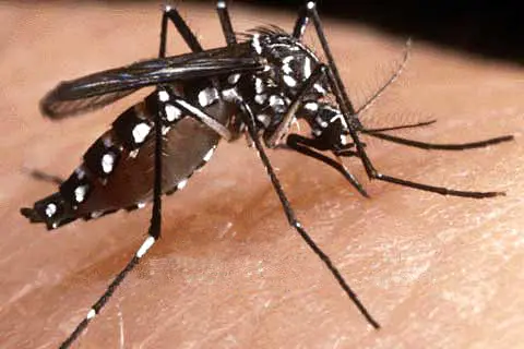 Acedes Aegypti (female mosquito) that carries and transfers the dengue virus, breed in stagnant waters, especially in rubbish dumps, cans and coconut shells.