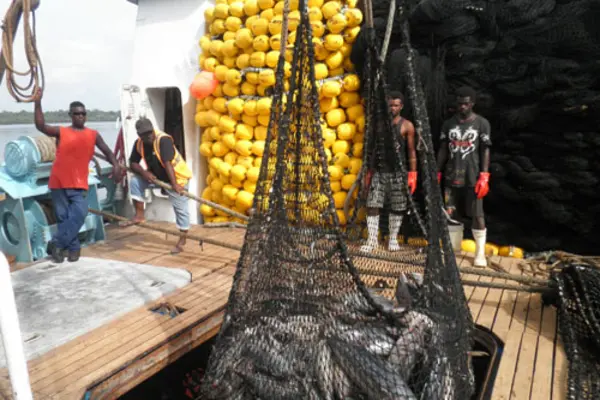 Solomon Islands is an important supplier of tuna, however, three-quarters of the catch is taken by foreign boats under licensing agreements and processed in other countries.