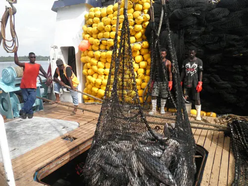 Solomon Islands is an important supplier of tuna, however, three-quarters of the catch is taken by foreign boats under licensing agreements and processed in other countries.