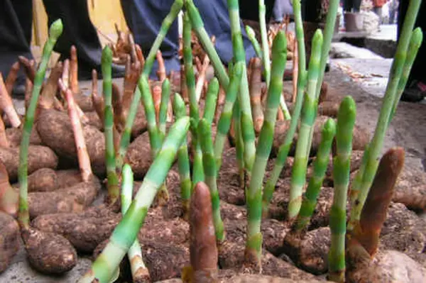 "It is really exciting," said the 30-year-old. "Local botanists haven't had a chance to examine the plant thoroughly to see if it has any further applications in Chinese medicine."