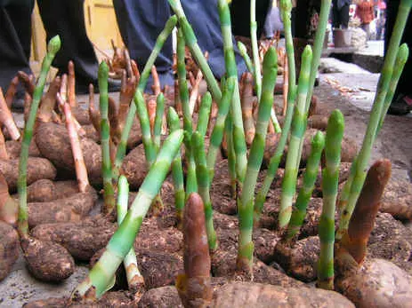 "It is really exciting," said the 30-year-old. "Local botanists haven't had a chance to examine the plant thoroughly to see if it has any further applications in Chinese medicine."