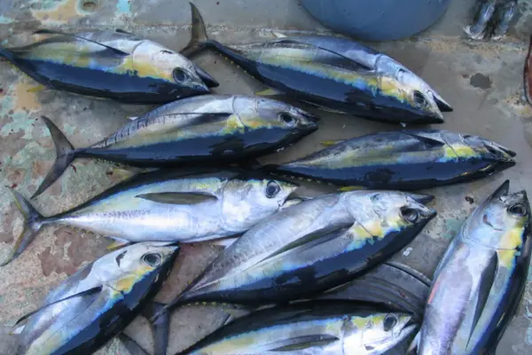 Right now, there is a trade-off between lucrative fish exports and public health in most emerging economies. But there doesn’t have to be.