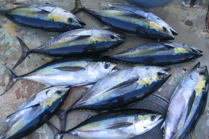 Right now, there is a trade-off between lucrative fish exports and public health in most emerging economies. But there doesn’t have to be.