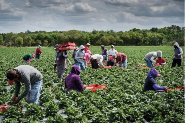 Once eligible, around 200 long-term Seasonal workers will soon be able to bring their immediate family members to Australia.