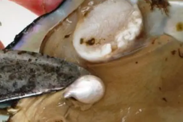 Experts have said time and again that research is key to a successful pearl farming operation.