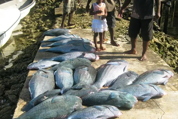Adult topa fish landed by spear fishersat Bahana Fisheries Centre in Kia.