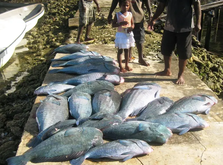 Adult topa fish landed by spear fishersat Bahana Fisheries Centre in Kia.