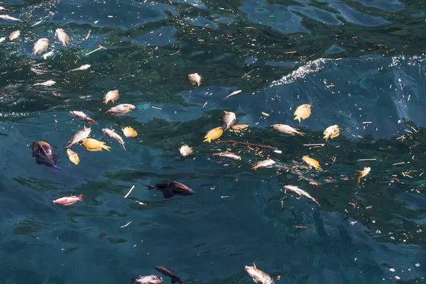 Dynamite fishing is a destructive fishing practice using explosives, often extracted from WWII UXO, to stun or kill schools of fish for easy collection.
