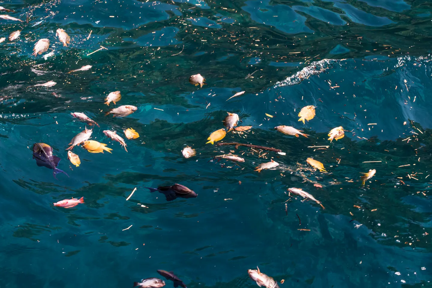 Dynamite fishing is a destructive fishing practice using explosives, often extracted from WWII UXO, to stun or kill schools of fish for easy collection.