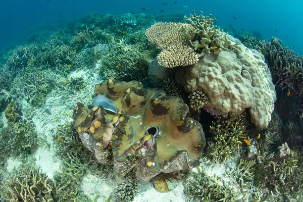 The long-term trade suspensions on some CITES-listed species in the Solomon Islands, coming from the Review of Significant Trade process, were discussed. There were also sessions with traders to discuss their needs and challenges and with The Nature Conservancy.