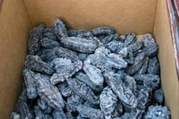 Illegal stocks of beche-de-mer were recently confiscated, and the owner claimed that there was "collusion with certain officials within the Ministry," and the mass confiscation was just to save face.