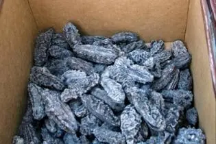 Illegal stocks of beche-de-mer were recently confiscated, and the owner claimed that there was "collusion with certain officials within the Ministry," and the mass confiscation was just to save face.