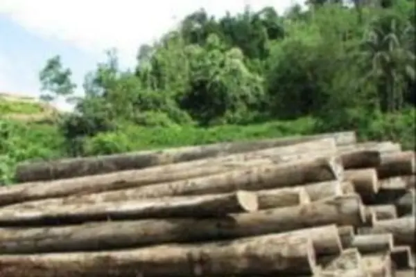 Besides the destruction to the Solomon Island forests, sexual exploitation also remains rife in logging areas.