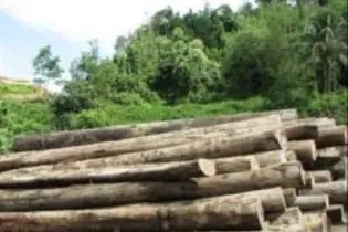 Besides the destruction to the Solomon Island forests, sexual exploitation also remains rife in logging areas.