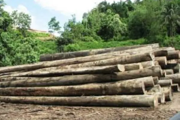 Paul Gruenwald, ANZ chief economist for the Asia Pacific, in an interview with Radio Australia, says that the strong growth is attributed to the logging sector. 