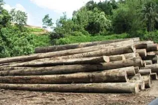 Paul Gruenwald, ANZ chief economist for the Asia Pacific, in an interview with Radio Australia, says that the strong growth is attributed to the logging sector.