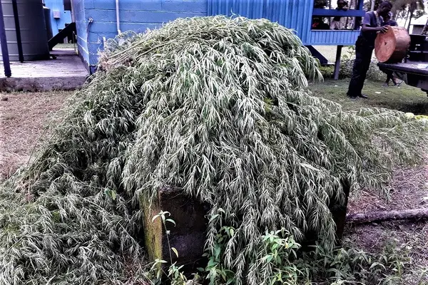 Police Uproot 121 Marijuana Plants