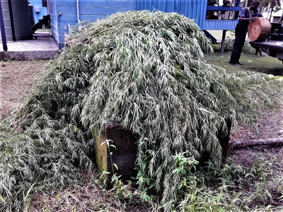 Police Uproot 121 Marijuana Plants