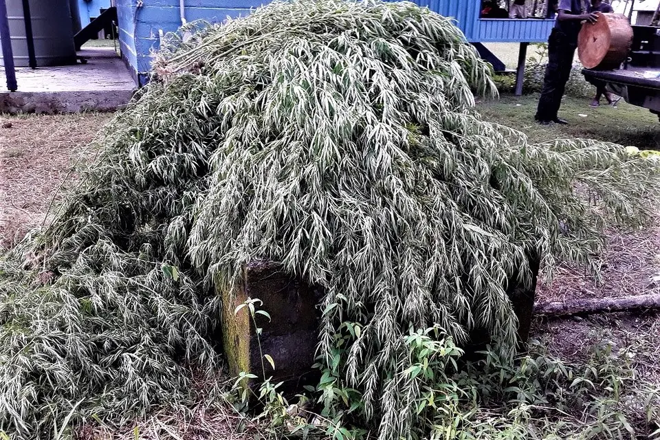 Police Uproot 121 Marijuana Plants