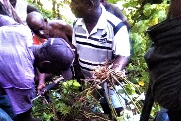Kava field demonstration by one of the agriculture officers.