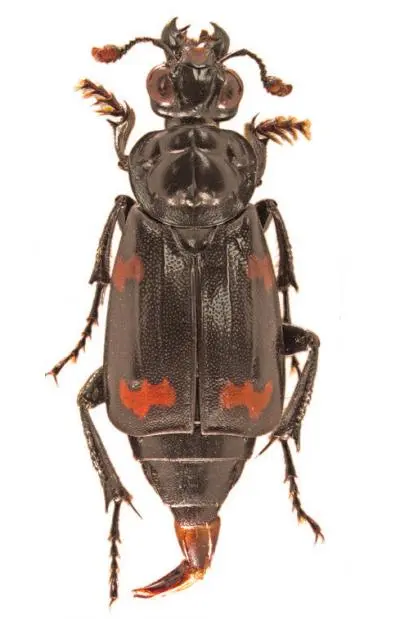 The Nicrophorus efferens are a part of six other specimens collected in 1968. But they were unrecognised as well as undescribed species for more than 40 years.