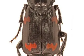The Nicrophorus efferens are a part of six other specimens collected in 1968. But they were unrecognised as well as undescribed species for more than 40 years.