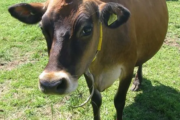 Given the cost of transporting cattle, most of the nation's feed yards and slaughterhouses will be where there are strong shipping services.