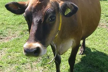 Given the cost of transporting cattle, most of the nation's feed yards and slaughterhouses will be where there are strong shipping services.